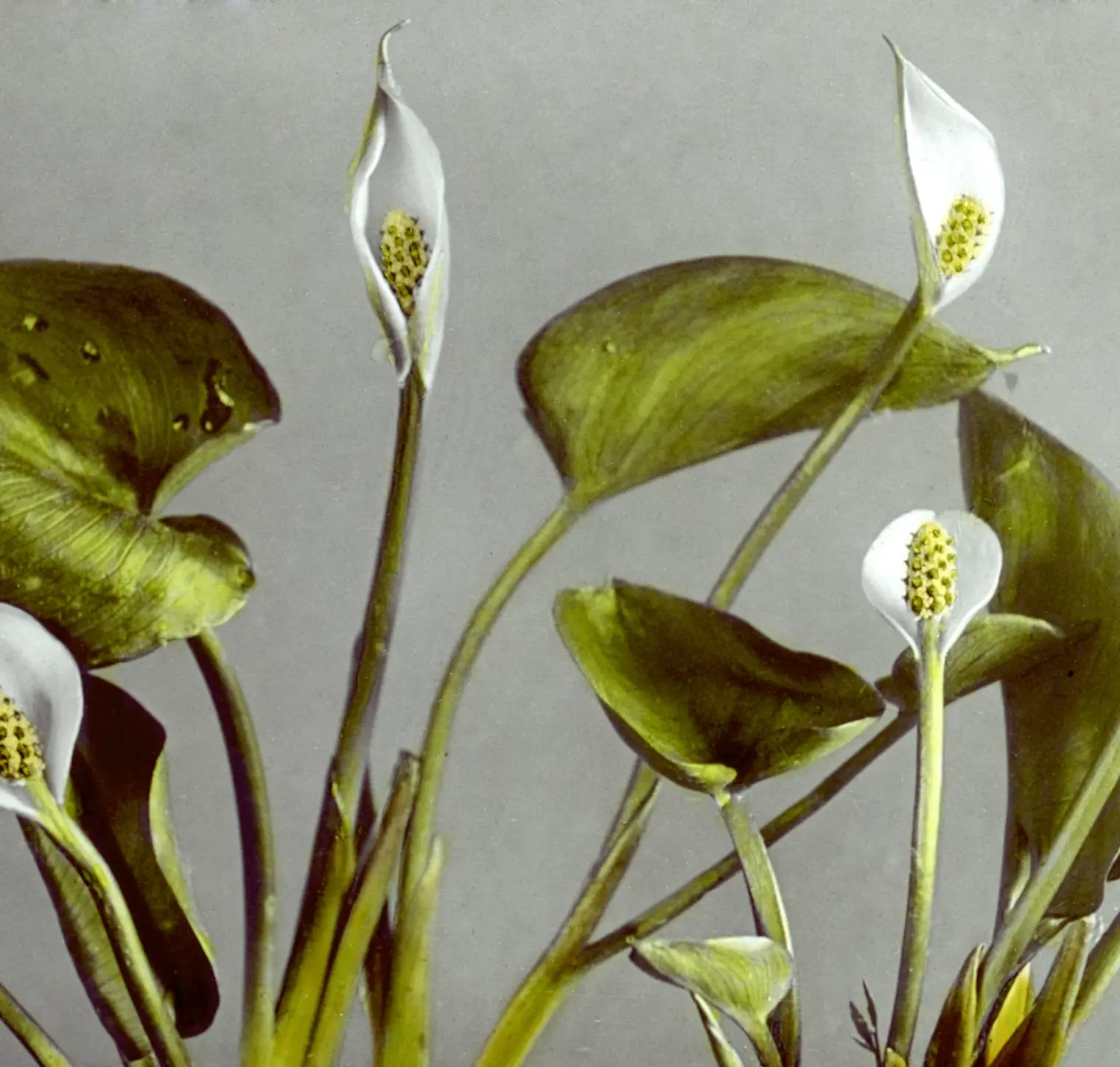 Flores botânicas